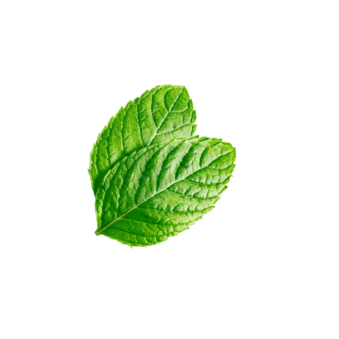 Mint Leaves