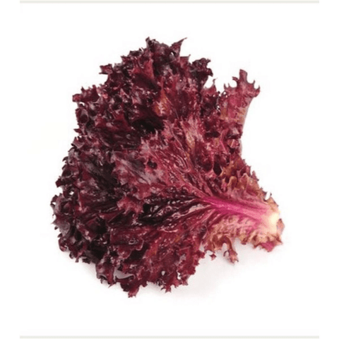 Red Lettuce